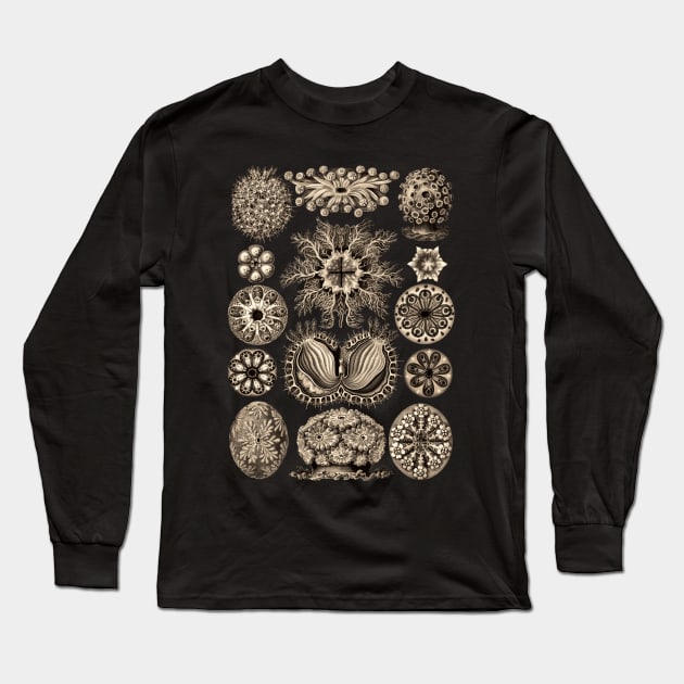 Ernst  Haeckel Ascidiae Sea Squirts  Wenge Long Sleeve T-Shirt by Scientistudio